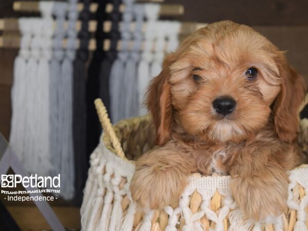 Cockapoo-DOG-Male-Apricot-4160-Petland Independence, Missouri