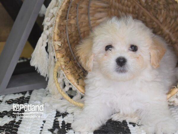 Teddy Bear-DOG-Female-Buff-4159-Petland Independence & Lee's Summit, MO