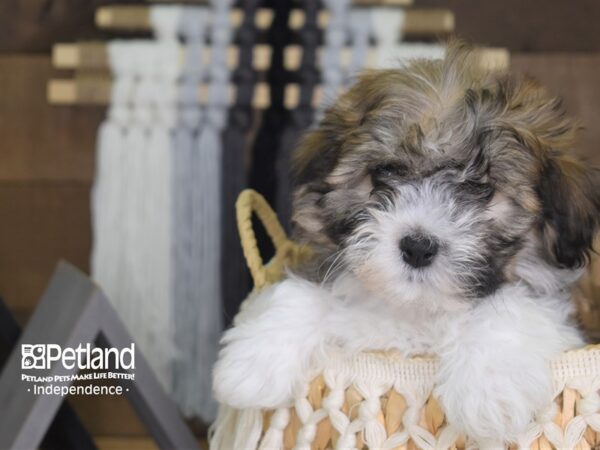 Teddy Bear-DOG-Male-Brown and White-4158-Petland Independence & Lee's Summit, MO