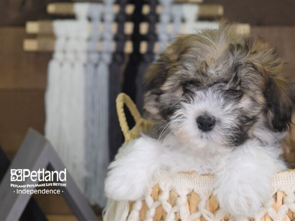 Teddy Bear DOG Male Brown and White 4158 Petland Independence, Missouri