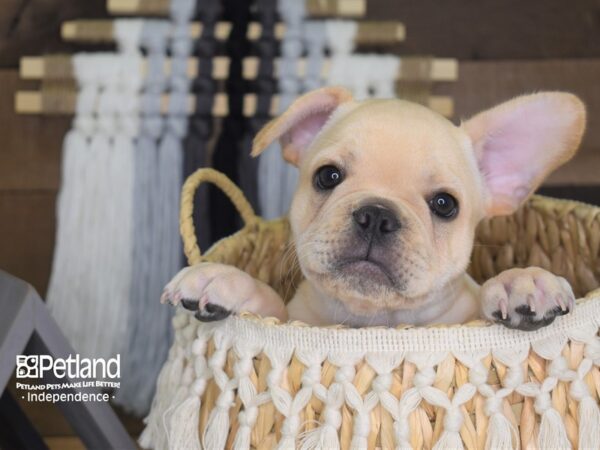 French Bulldog-DOG---4169-Petland Independence & Lee's Summit, MO