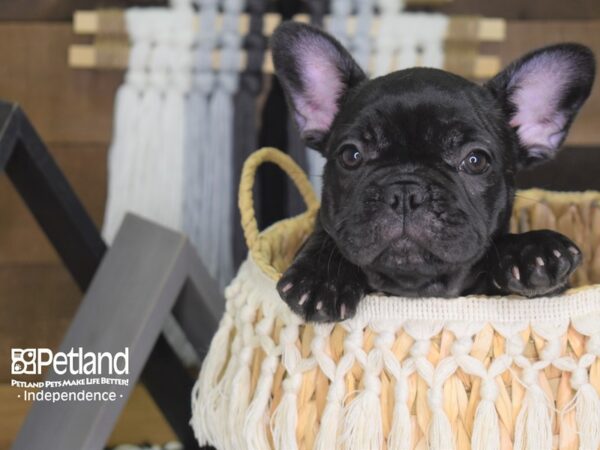 French Bulldog-DOG---4167-Petland Independence & Lee's Summit, MO