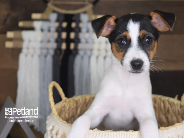 Jack Russell Terrier DOG Female Black, tan, & white 4175 Petland Independence, Missouri