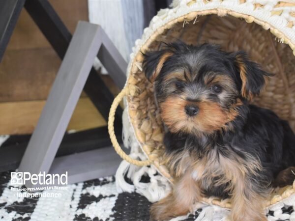 Yorkshire Terrier DOG Female Black and Tan 4179 Petland Independence, Missouri