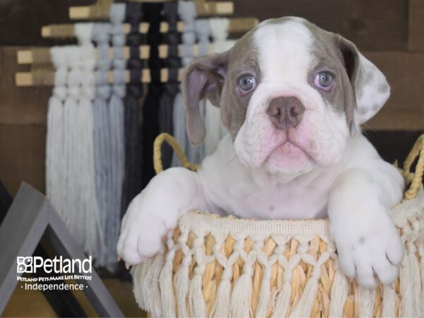 English Bulldog-DOG-Female--4162-Petland Independence, Missouri