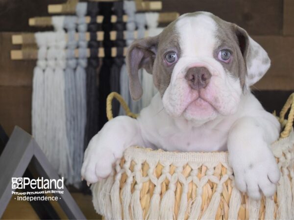 English Bulldog-DOG-Female--4162-Petland Independence & Lee's Summit, MO