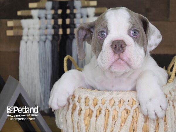 English Bulldog DOG Female 4162 Petland Independence, Missouri