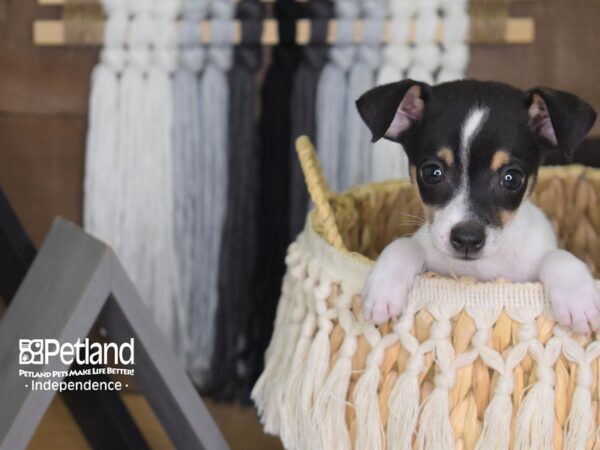 Jack Chi-DOG-Male-Black and White-4176-Petland Independence & Lee's Summit, MO