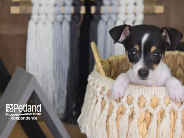 Jack Chi-DOG-Male-Black and White-4176-Petland Independence, Missouri