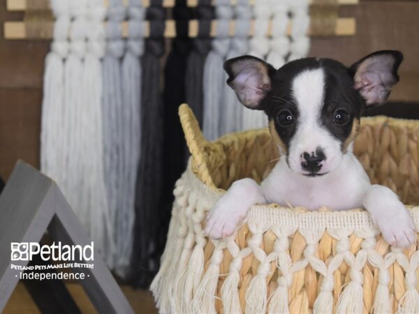 Jack Chi-DOG-Female-Black and White-4177-Petland Independence & Lee's Summit, MO