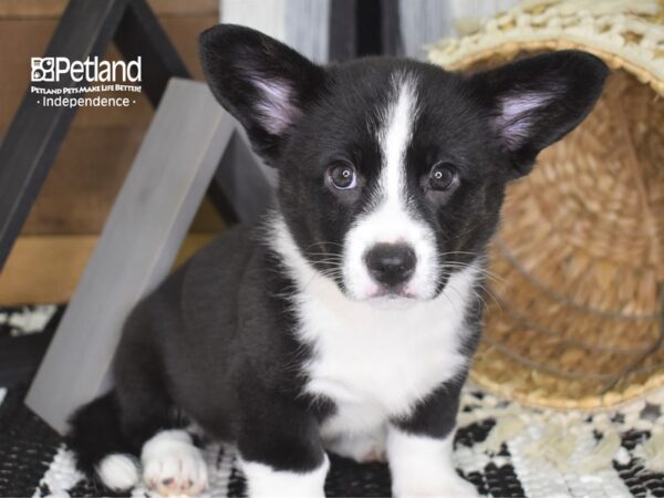 Cardigan Welsh Corgi DOG Female Black & White 4190 Petland Independence, Missouri