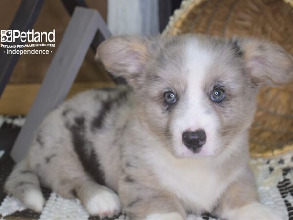 Cardigan Welsh Corgi-DOG-Male-Merle-4189-Petland Independence, Missouri