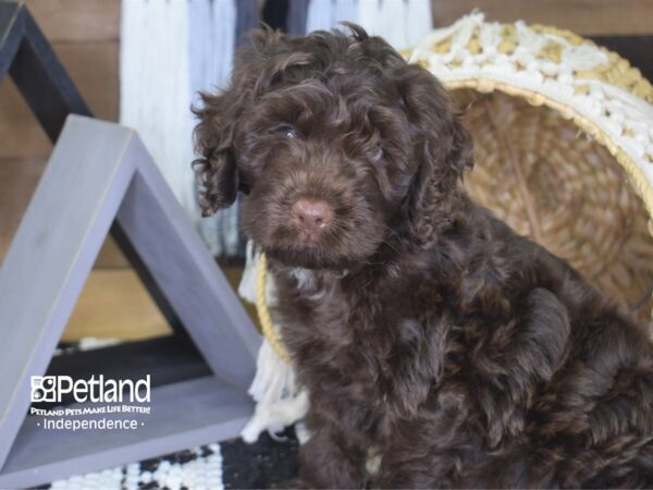 Cockapoo-DOG-Male-Chocolate-4187-Petland Independence & Lee's Summit, MO