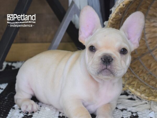 French Bulldog-DOG---4168-Petland Independence & Lee's Summit, MO