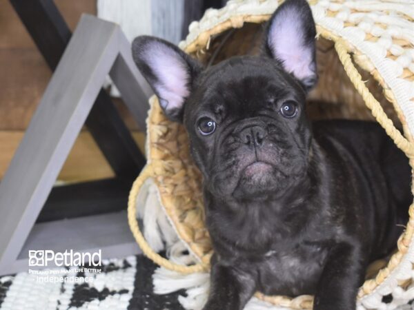 French Bulldog-DOG---4166-Petland Independence & Lee's Summit, MO