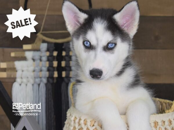 Siberian Husky DOG Female Black and White 4074 Petland Independence, Missouri