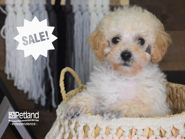 Toy Poodle DOG Male Apricot 4102 Petland Independence, Missouri