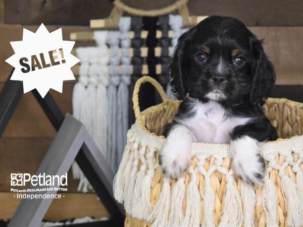 Cockalier-DOG-Male-Black and White-4075-Petland Independence & Lee's Summit, MO