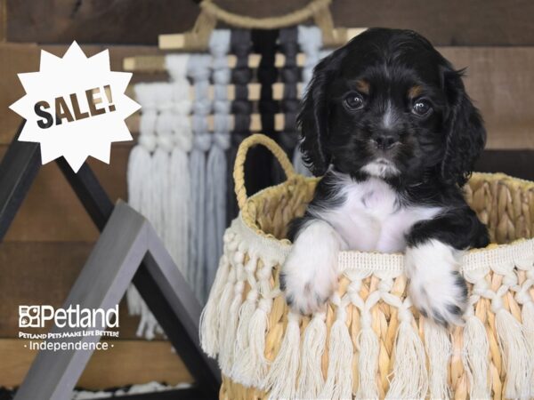 Cockalier DOG Male Black and White 4075 Petland Independence, Missouri