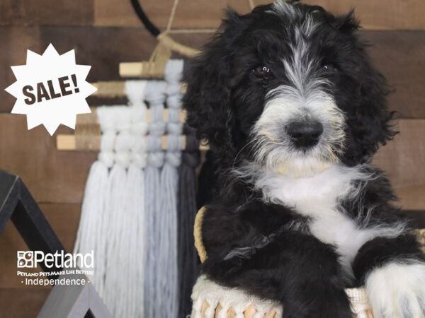 Goldendoodle DOG Male Black 4138 Petland Independence, Missouri