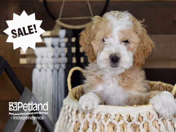 Miniature Goldendoodle-DOG-Female-Gold and White-4081-Petland Independence & Lee's Summit, MO