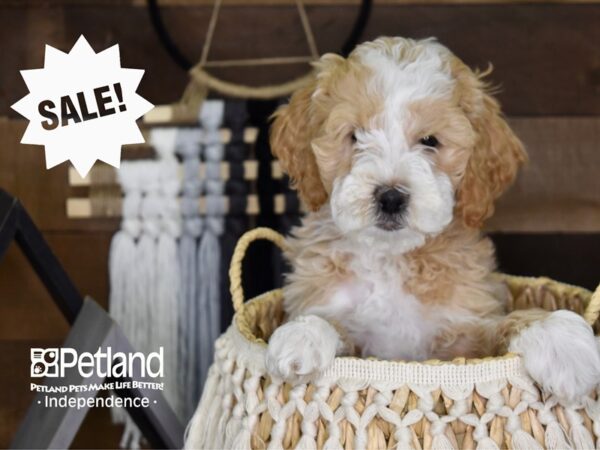 Miniature Goldendoodle-DOG-Female-Gold and White-4081-Petland Independence, Missouri