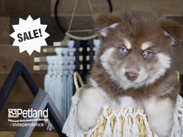 Pomsky DOG Male Red and White 4087 Petland Independence, Missouri