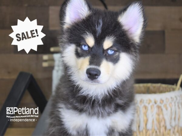 Pomsky-DOG-Male-Blue Tri-4086-Petland Independence, Missouri