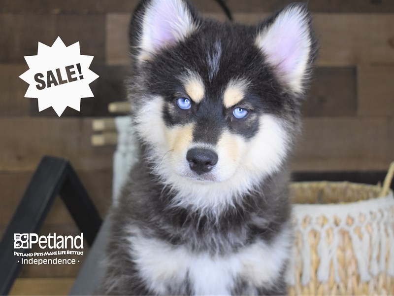 Blue eyed sales pomsky for sale