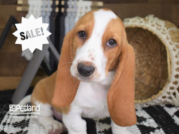 Basset Hound DOG Female 4112 Petland Independence, Missouri