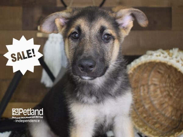 German Shepherd-DOG-Female--4113-Petland Independence, Missouri