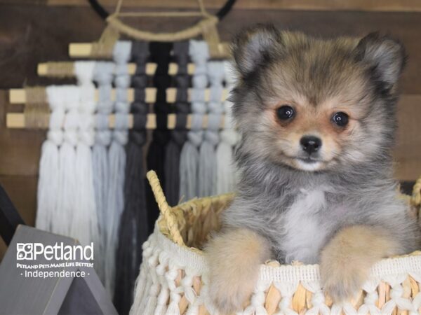 Pomeranian DOG Female Sable 4200 Petland Independence, Missouri