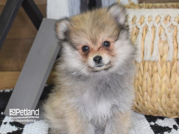 Pomeranian DOG Male Sable 4199 Petland Independence, Missouri