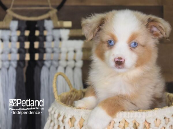 Toy Australian Shepherd DOG Female Red Merle 4197 Petland Independence, Missouri