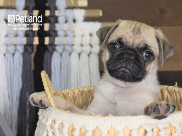 Pug DOG Male Fawn 4192 Petland Independence, Missouri