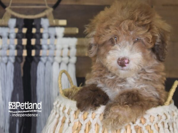 Miniature Goldendoodle-DOG-Male-Chocolate and Tan-4182-Petland Independence, Missouri