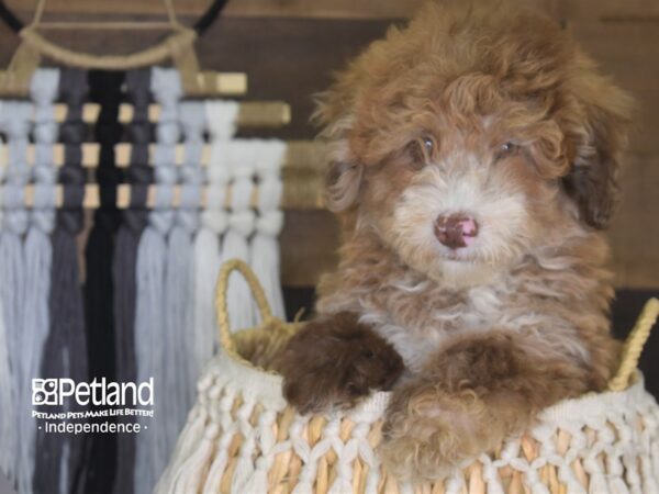 Miniature Goldendoodle-DOG-Male-Chocolate and Tan-4182-Petland Independence & Lee's Summit, MO