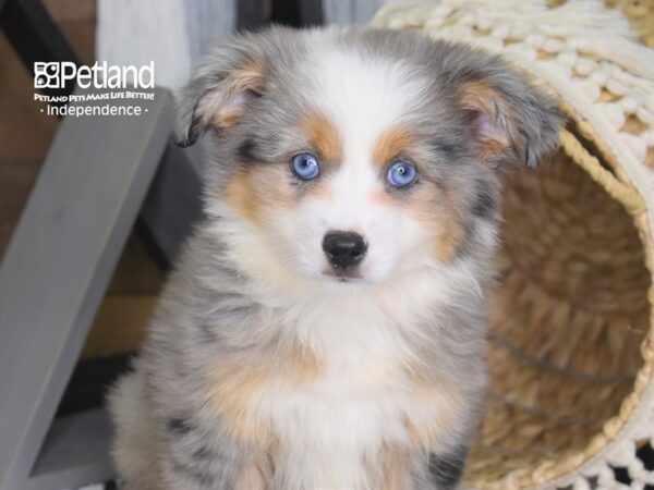 Toy Australian Shepherd-DOG-Female-Blue Merle-4196-Petland Independence, Missouri