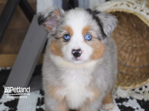 Toy Australian Shepherd DOG Female Blue Merle 4198 Petland Independence, Missouri