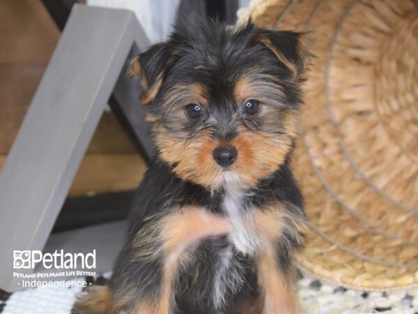 Yorkshire Terrier DOG Male Black and Tan 4202 Petland Independence, Missouri