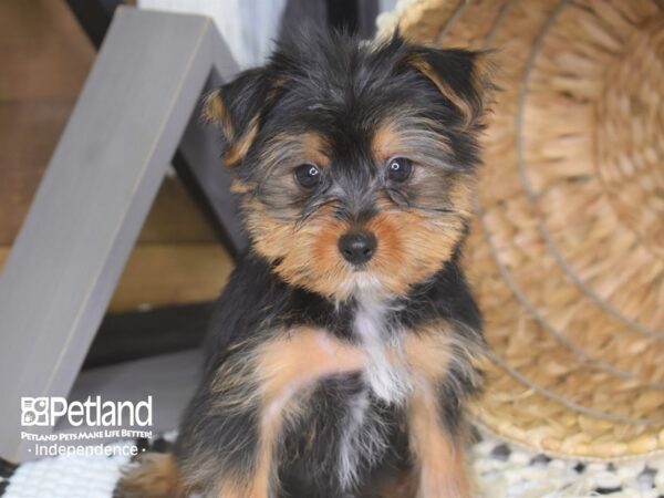 Yorkshire Terrier-DOG-Male-Black and Tan-4202-Petland Independence & Lee's Summit, MO
