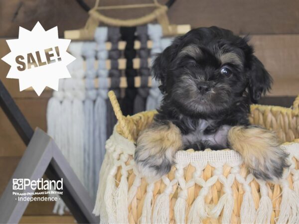 Shih Poo DOG Male Black and Tan 4064 Petland Independence, Missouri