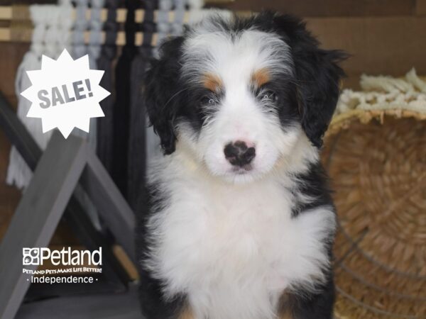 Miniature Bernadoodle-DOG-Male--4114-Petland Independence, Missouri