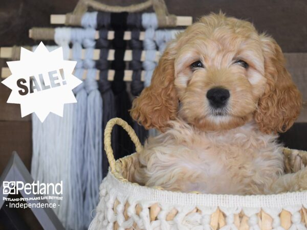 Cockapoo-DOG-Male-Golden-4132-Petland Independence & Lee's Summit, MO