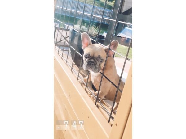 French Bulldog-DOG-Female-Blue Fawn-4146-Petland Independence & Lee's Summit, MO