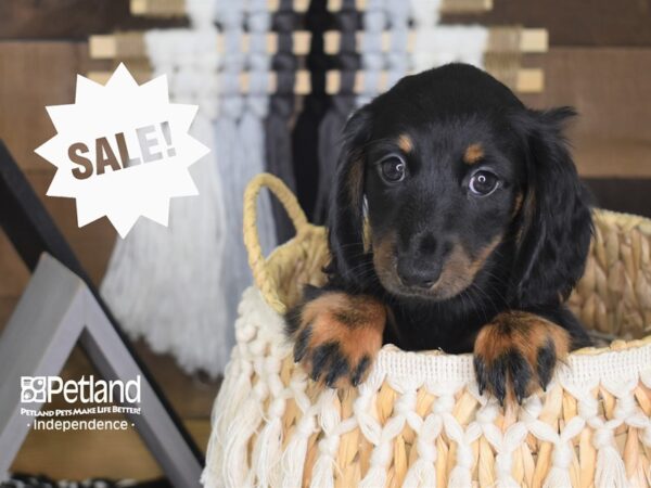 Dachshund-DOG-Male-Black and Tan-4151-Petland Independence & Lee's Summit, MO