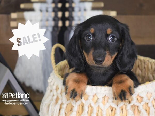 Dachshund-DOG-Male-Black and Tan-4152-Petland Independence & Lee's Summit, MO