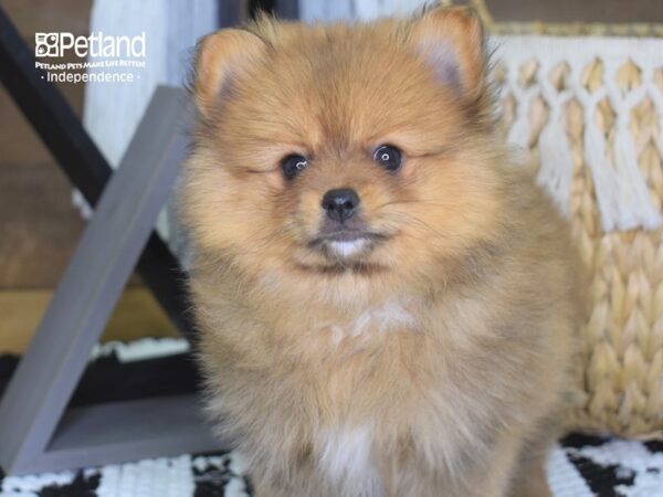 Pomeranian DOG Female Sable 4209 Petland Independence, Missouri