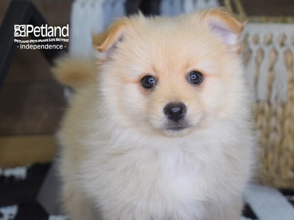 Pomeranian DOG Male Cream 4208 Petland Independence, Missouri