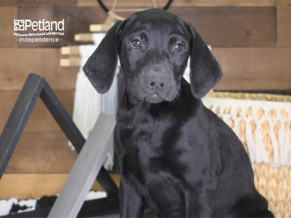 Labrador Retriever-DOG-Female-Black-4206-Petland Independence, Missouri